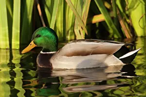 Rick: A drake Mallard (Anas plathyrhynchos)