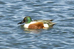 Hagerman: Drake Northern Shoveler