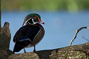 Rick: A drake Wood Duck (Aix sponsa)