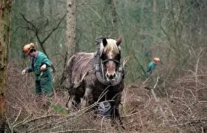 Johan De Meester: Draught Horse - with man working in woods
