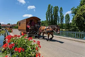 Heavy: Draught horse pulling a travel trailer - France