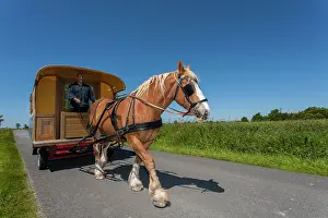 Heavy: Draught horse pulling a travel trailer - France