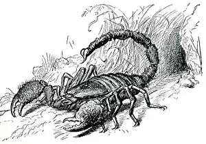 Sting: Drawing - Scorpion in defensive posture with sting