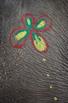 Organs: Drawing on the skin of an elephant Royal Chitwan NP Nepal