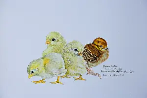 Softnesses: Drawing of four young Chicks France