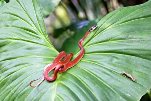 Heliconia: Drepanoides anomalus - on heliconia sp