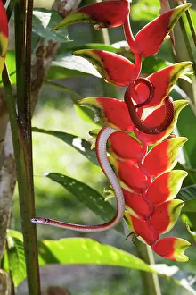 Heliconia: Drepanoides anomalus - on heliconia sp