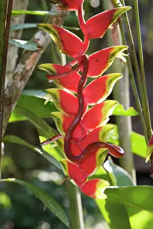 Heliconia: Drepanoides anomalus - on heliconia sp