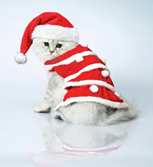 Attire: Dressed cat, Christmas
