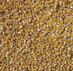 Maize: Dried Corn