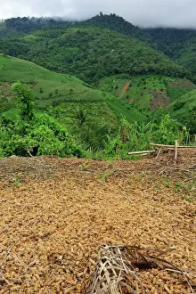 Deforested: dried corn - crop plantation on deforested area