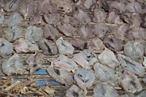 Drying: Dried Fish - Flies on fish drying on mats, Fish