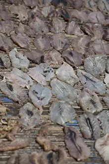 Drying: Dried Fish - Flies on fish drying on mats, Fish