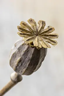 Temp: Dried fruit of poppy flower