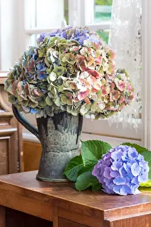 Window: Dried Hydrangea bouquet France, Pas de Calais, &, x9d29;
