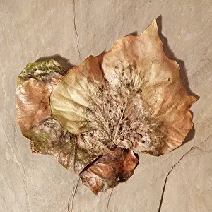 Dried: Dried Ivy Leaves