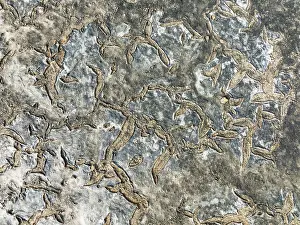 Mud Cracks: Dried mud in the marshland of the Bahía de Cádiz Nature Reserve