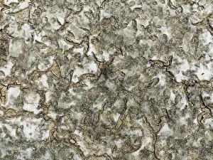 Mud Cracks: Dried mud in the marshland of the Bahía de Cádiz Nature Reserve