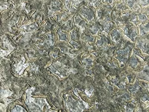 Mud Cracks: Dried mud in the marshland of the Bahía de Cádiz Nature Reserve