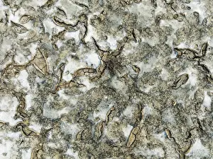 Mud Cracks: Dried mud in the marshland of the Bahía de Cádiz Nature Reserve