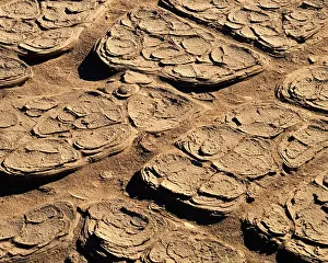 Cracked: Dried mud patterns