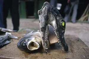 Piranha: Dried Piranha and Caiman