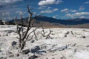 Metals: Dried up spring with dead treesMammoth Springs
