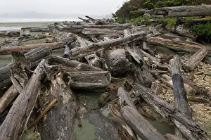 Final: Driftwood