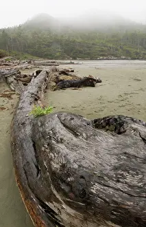 Final: Driftwood