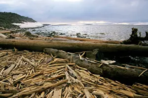 Logging: Driftwood - accumulating in Yenisey-river gulf