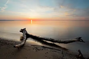 Constance: Driftwood in evening light and stormy atmosphere