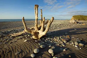 Driftwood: Driftwood - by the power of water beautifully sculpted