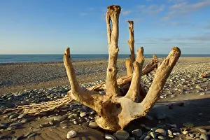 Driftwood: Driftwood - by the power of water beautifully sculpted