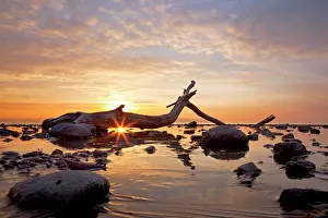 Constance: Driftwood at sunrise on a cold morning at Lake Constance