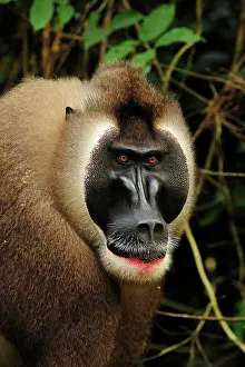 Drill: Drill - male - controlled conditions Afi Mountain