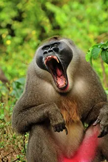 Drill: Drill - male - yawning - controlled conditions Afi