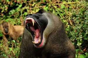 Drill: Drill - male - yawning - controlled conditions Afi