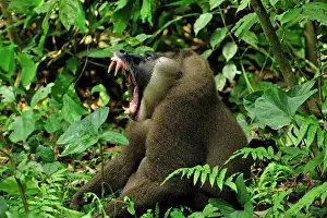 Drill: Drill - male - yawning - controlled conditions Afi