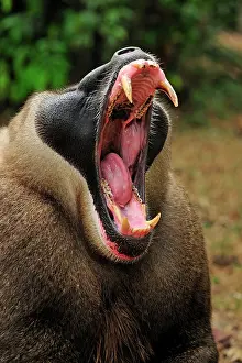 Drill: Drill - male - yawning - controlled conditions Afi