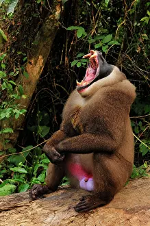 Drill: Drill - male - yawning - controlled conditions Afi