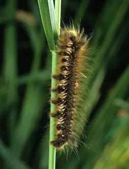 Blade: The Drinker caterpillar on grass