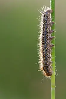 Drinker: Drinker Moth