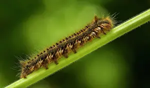 Crawling: Drinker Moth Caterpillar - crawling along plant stem