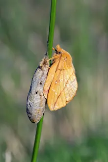 Keys: Drinker Moth - on cocoon