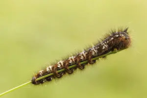 Drinker: Drinker Moth (Euthrix potatoria) caterpillar ea