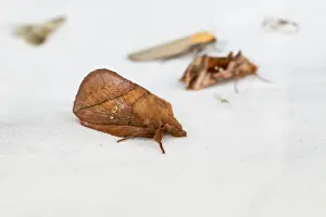 Drinker: Drinker Moth male