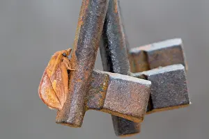 Keys: Drinker Moth - on Ornamental Keys