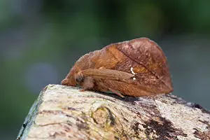 Drinker: Drinker Moth - Summer
