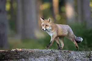 Thirst: Drinking red fox (Vulpes vulpes) on a tree trunk