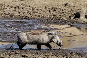 Catfish: drinking in the Savuti river nearly dried